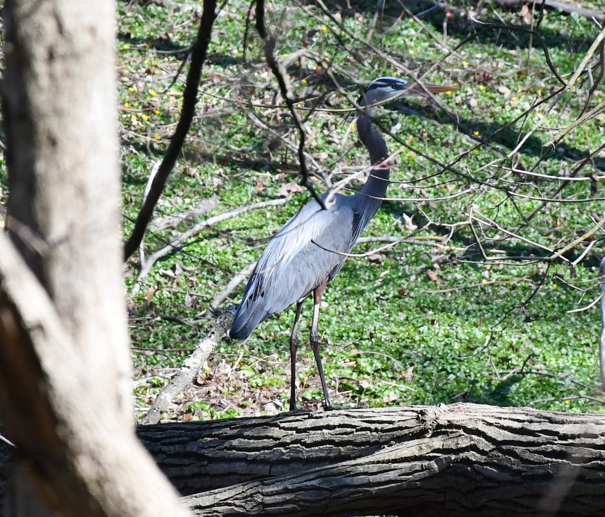 Great Blue Heron - ML554348101