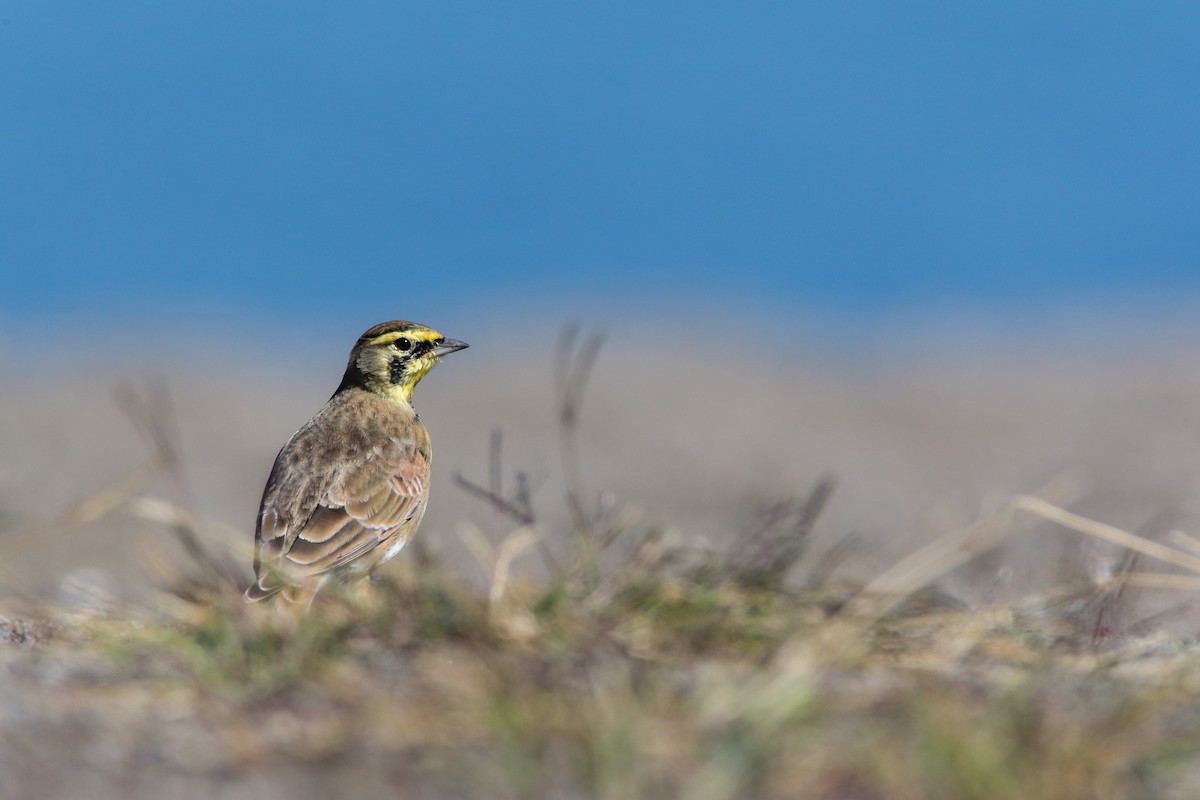 Horned Lark (Western rufous Group) - ML554348271