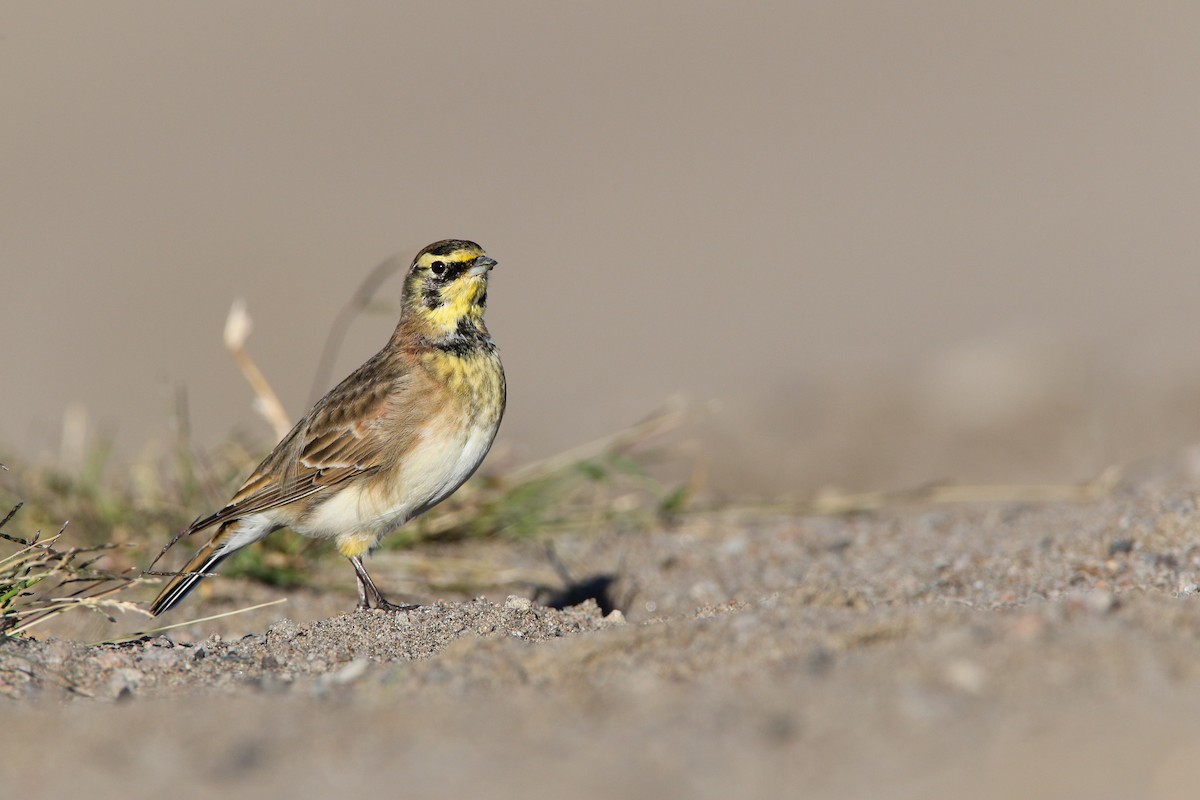 Horned Lark (Western rufous Group) - ML554348301