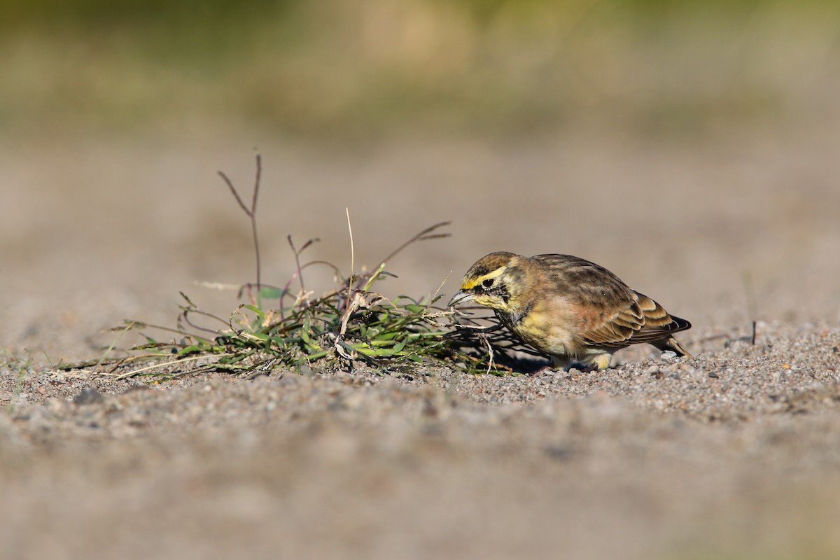 Horned Lark (Western rufous Group) - ML554348311