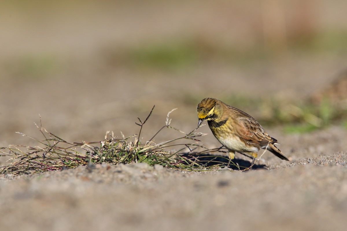 Horned Lark (Western rufous Group) - ML554348321