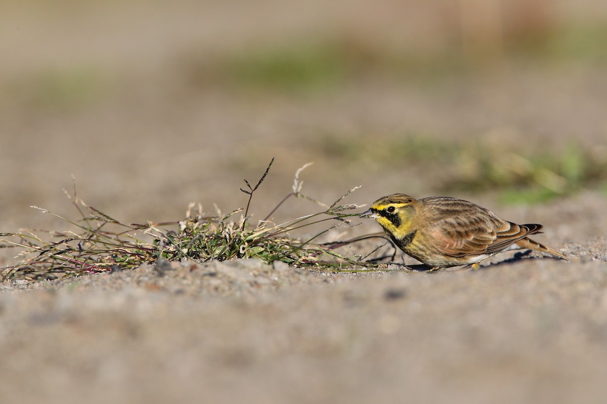 Horned Lark (Western rufous Group) - ML554348331