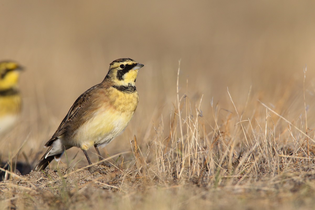 Horned Lark (Western rufous Group) - ML554348341