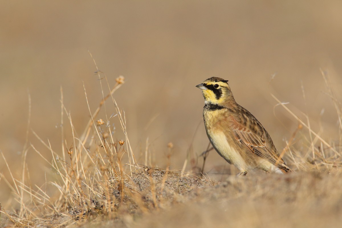 Horned Lark (Western rufous Group) - ML554348361