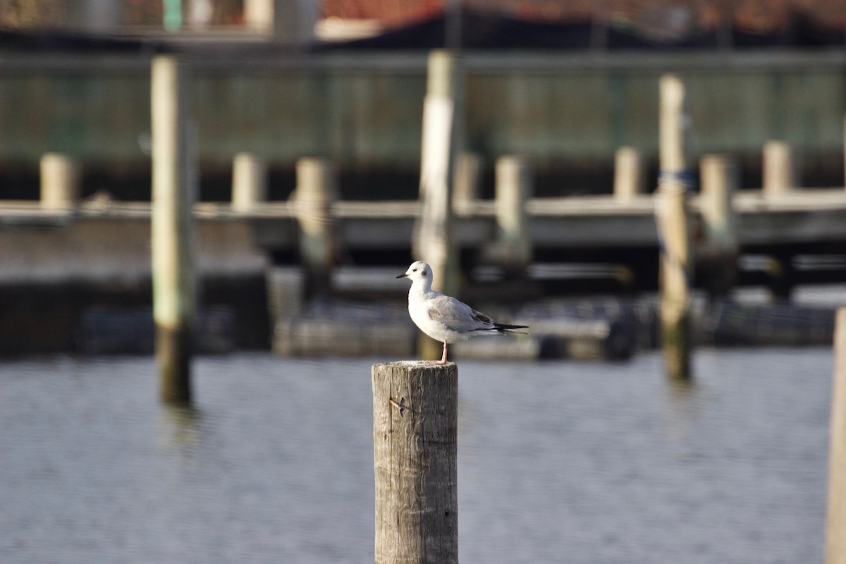 Mouette de Bonaparte - ML554348451