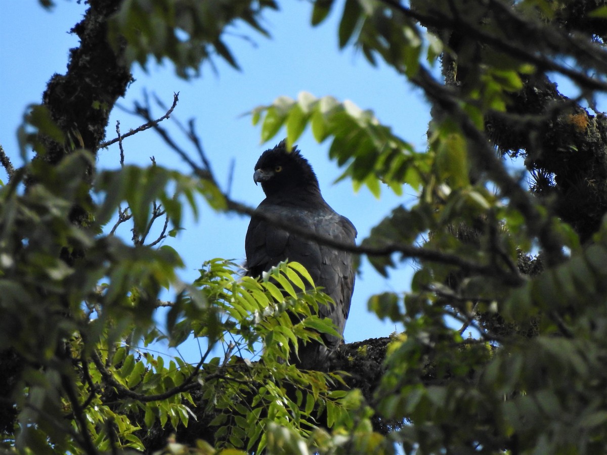 Black-and-chestnut Eagle - ML554348591