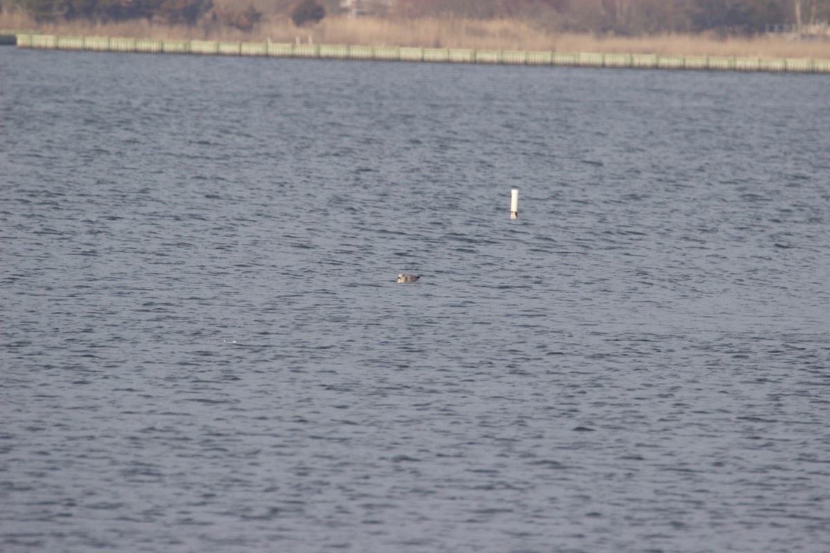 goéland ou mouette sp. - ML554348661