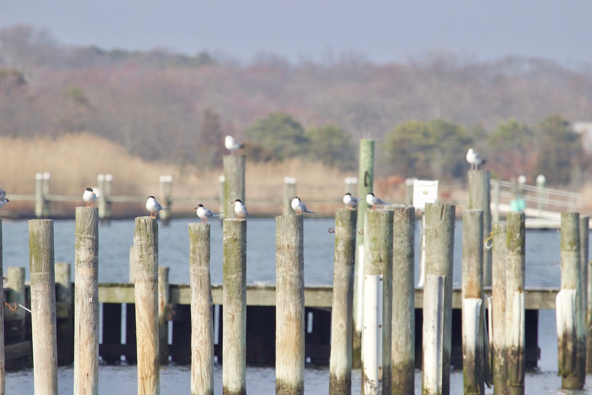 Forster's Tern - ML554348811