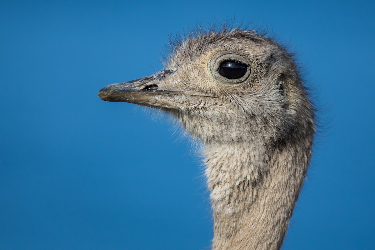 Lesser Rhea - ML554348871