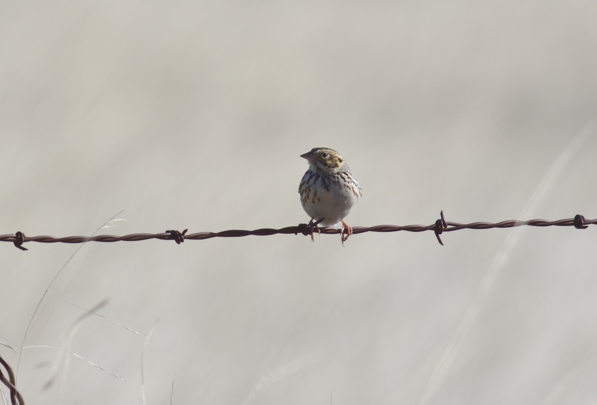 Baird's Sparrow - ML554349411