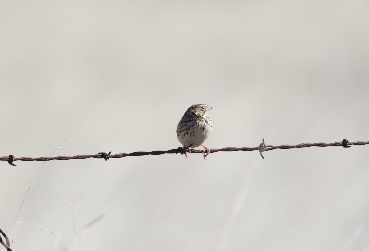 Baird's Sparrow - ML554349451