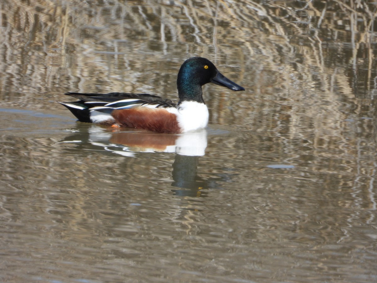 Northern Shoveler - ML554351251