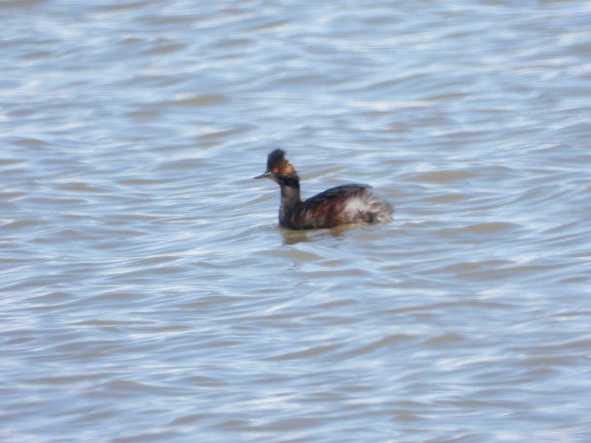 Халтар шунгуур - ML554351341