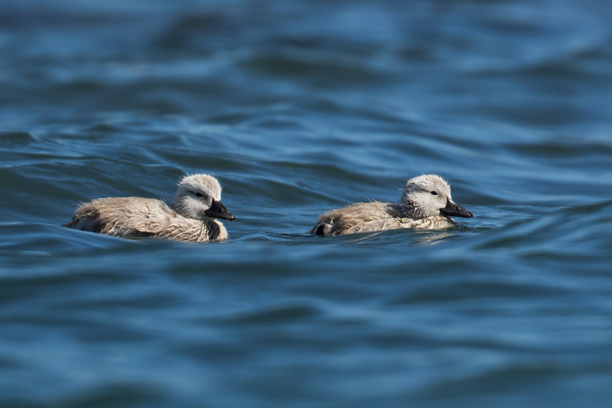 White-headed Steamer-Duck - ML554351591