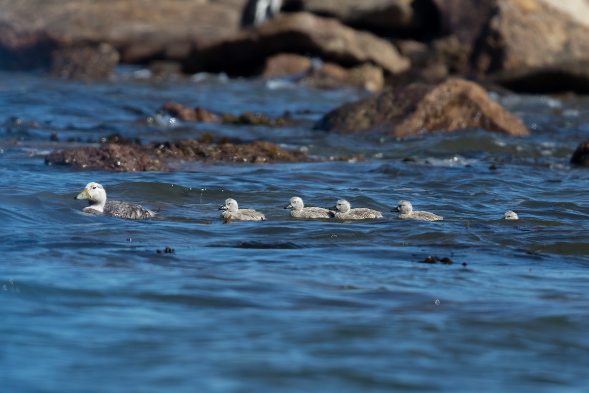 White-headed Steamer-Duck - ML554351611