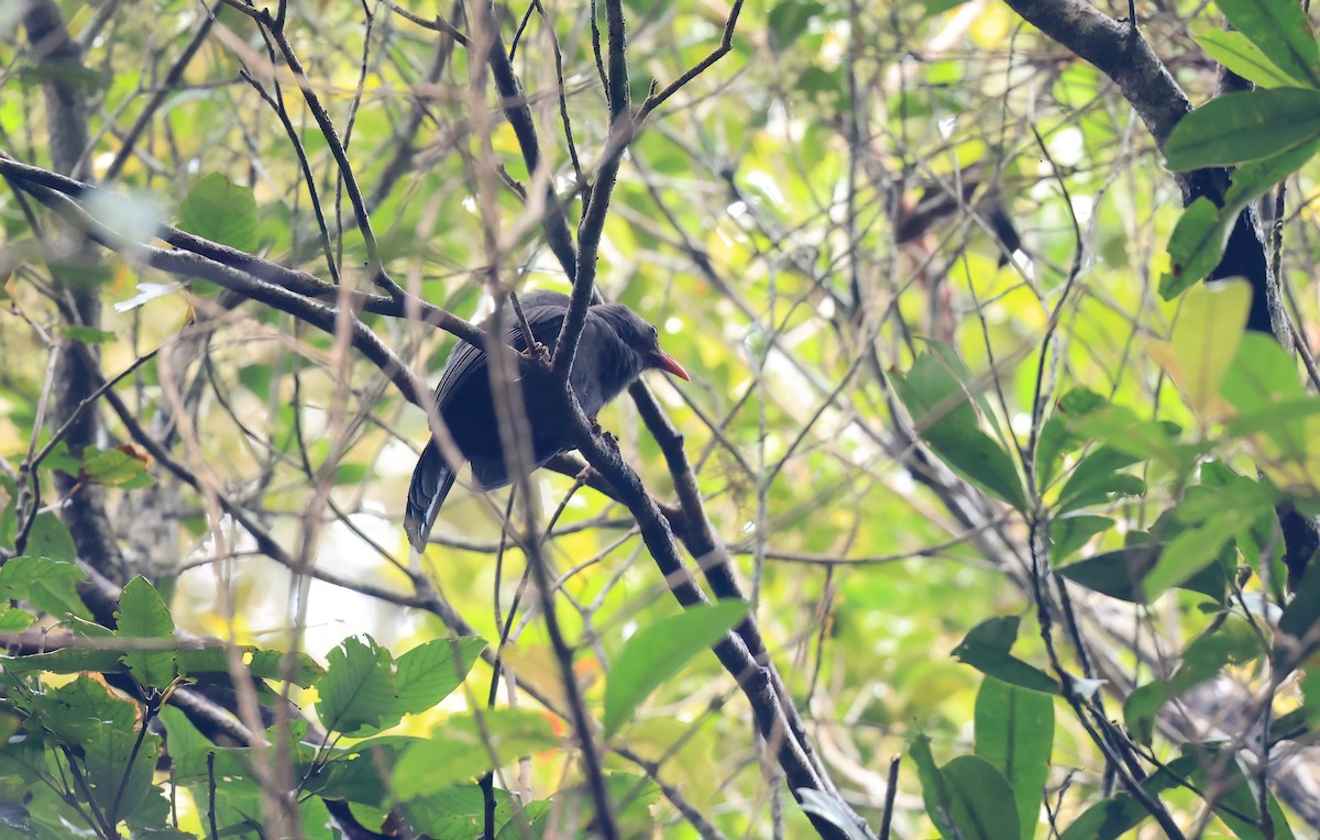 Bare-headed Laughingthrush - Allen Lyu