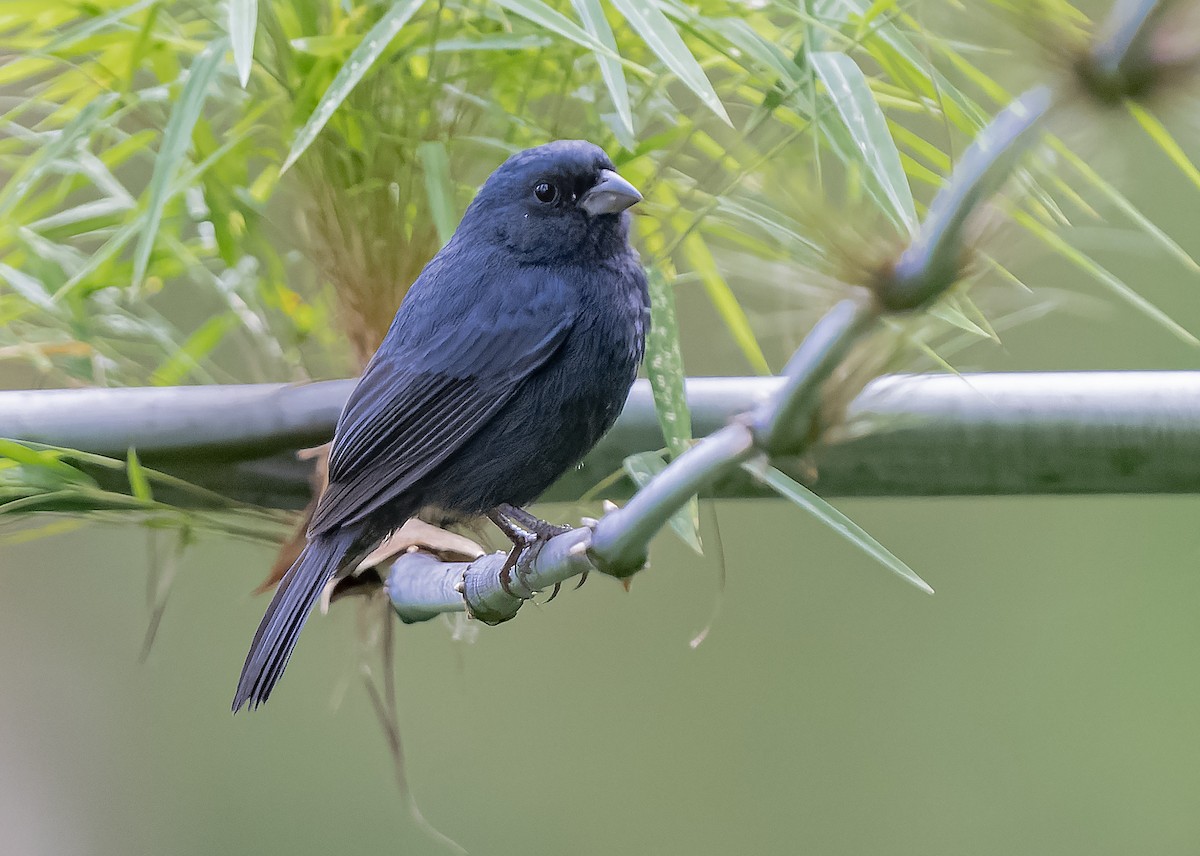 Blue Seedeater - Guillermo Saborío Vega