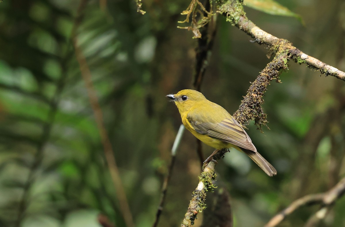 Bornean Whistler - ML554353891