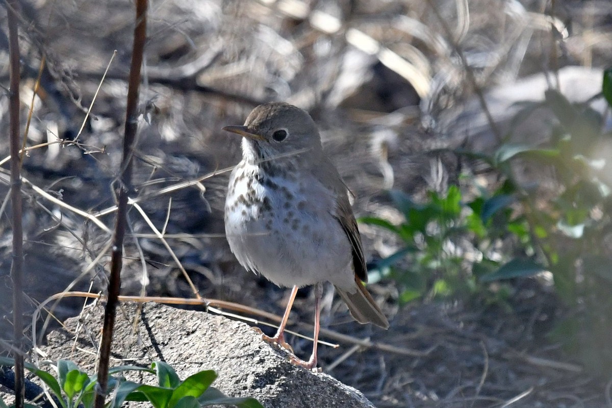 Hermit Thrush - ML554353991