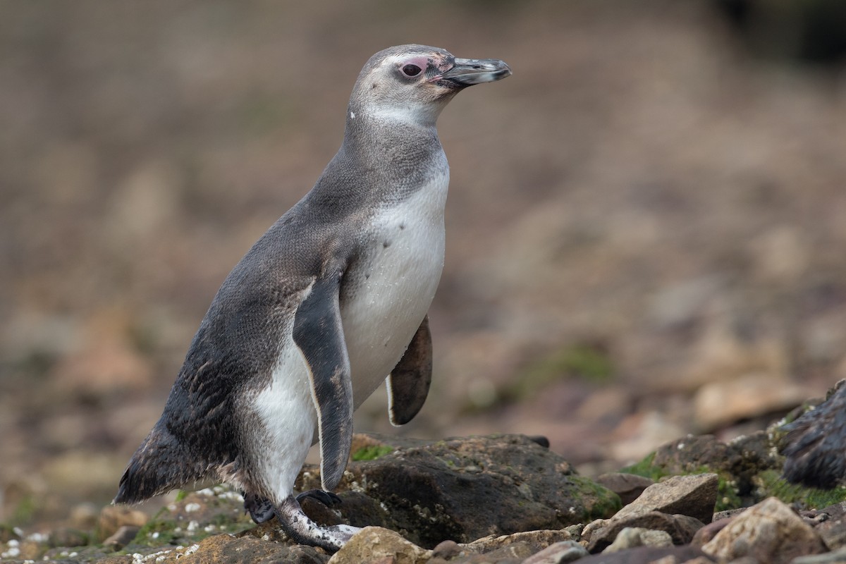 Magellanic Penguin - ML554354081