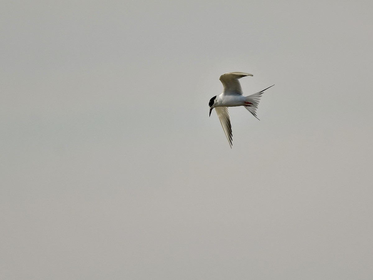 Common Tern - Bill Massaro