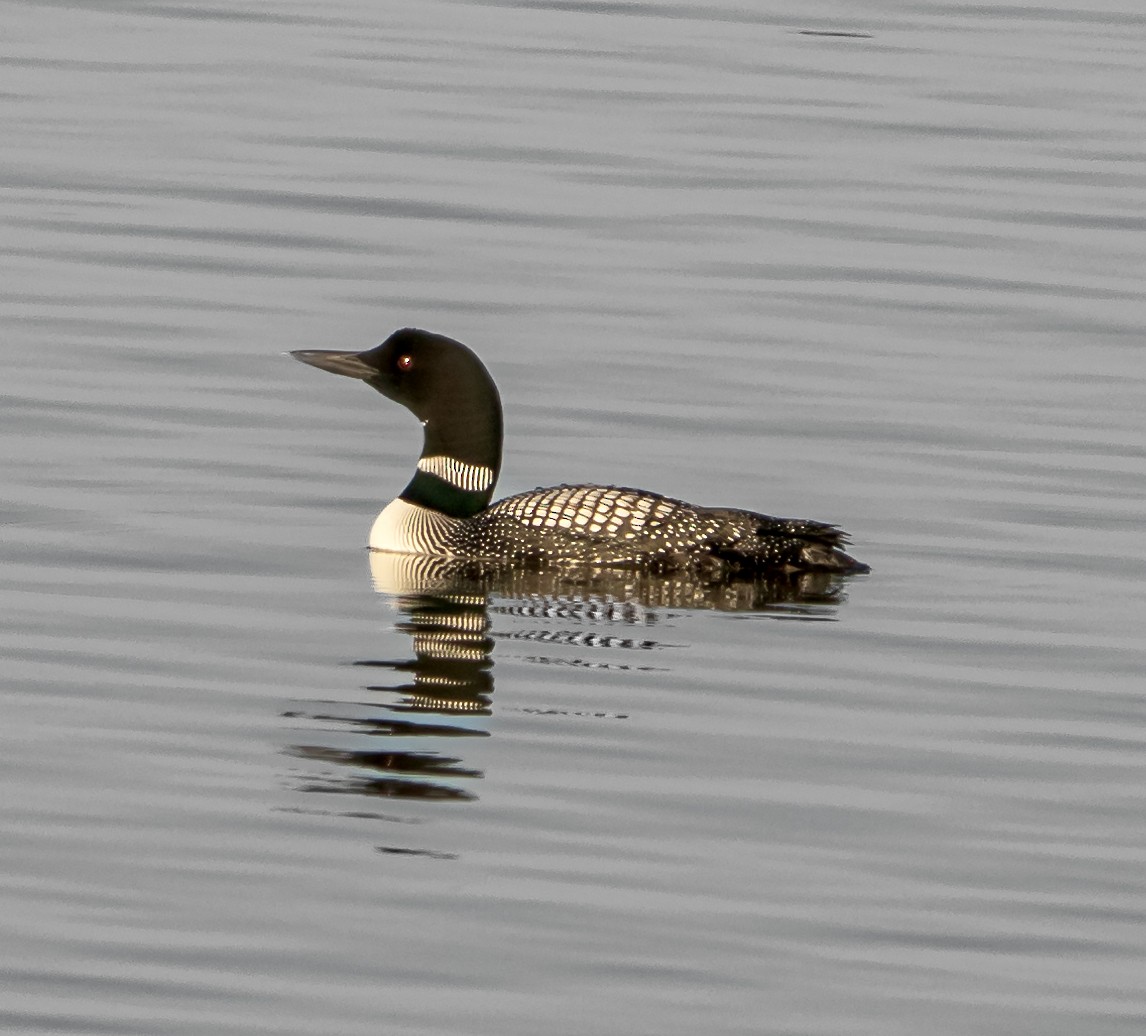 Common Loon - ML554354781