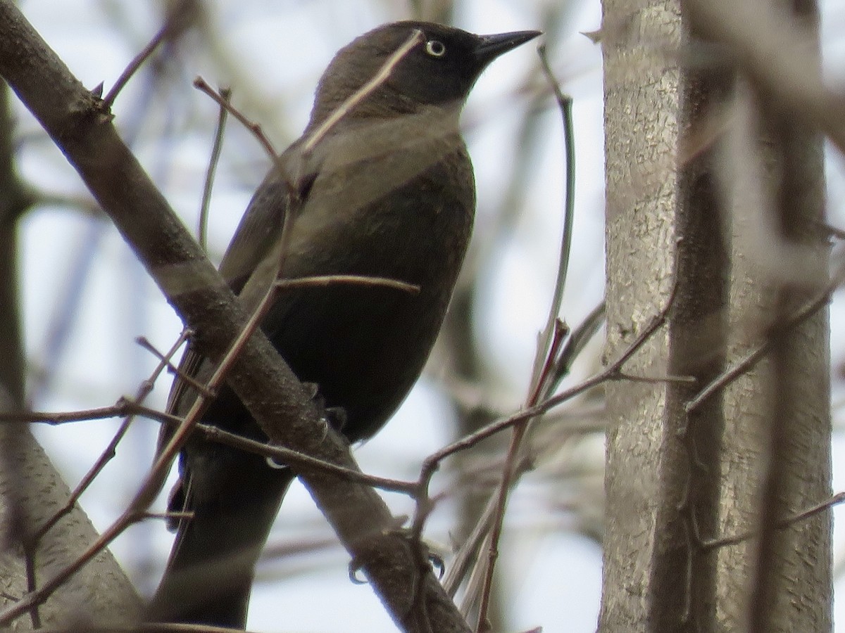 Rusty Blackbird - ML554355661