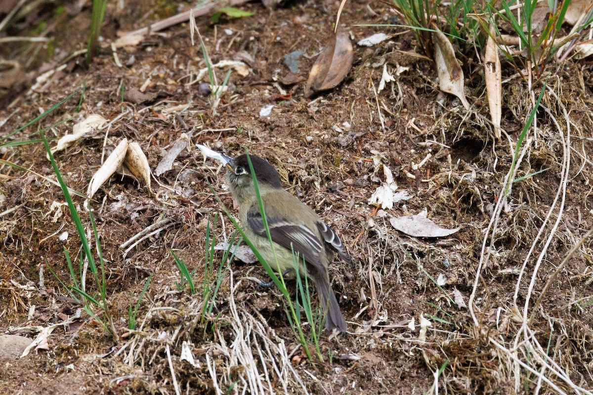 Black-capped Flycatcher - Ken Janes