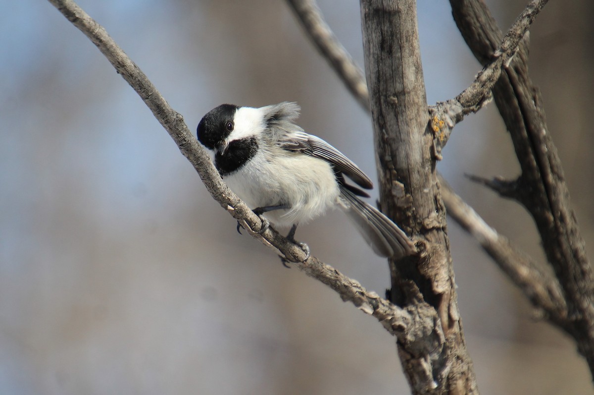 Black-capped Chickadee - ML554355811