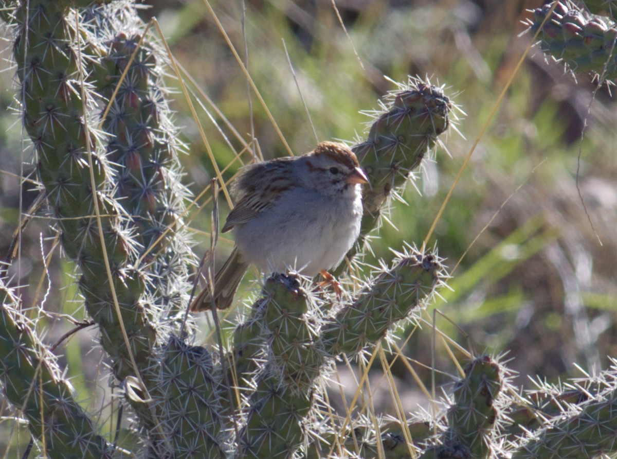 Rufous-winged Sparrow - ML554356041