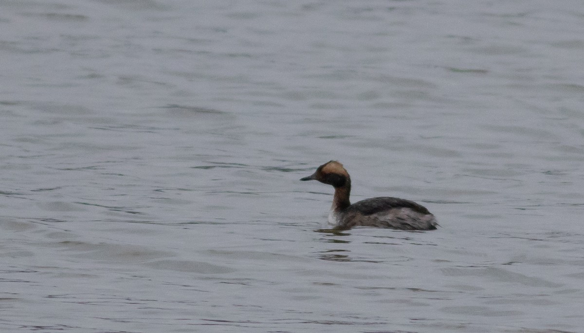 Horned Grebe - ML554356501