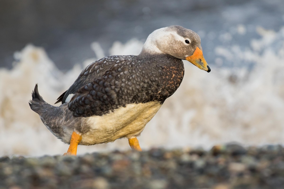 White-headed Steamer-Duck - ML554356781