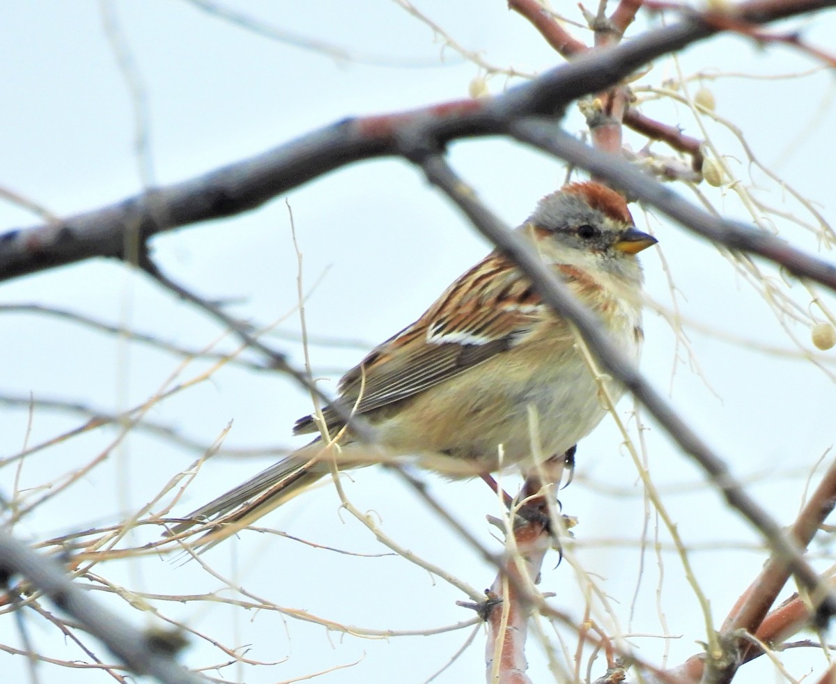 American Tree Sparrow - ML554356931