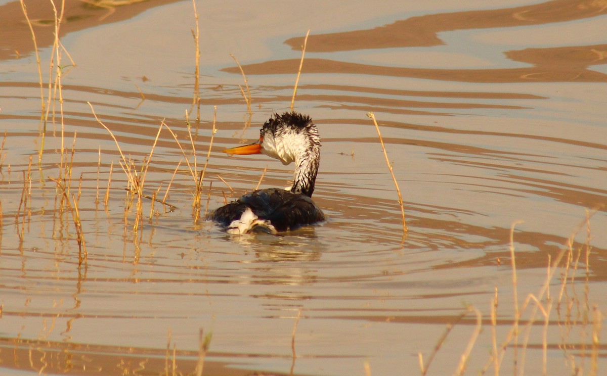 Clark's Grebe - ML554357441