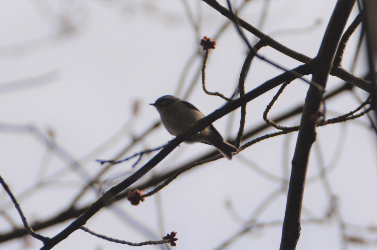 Golden-crowned Kinglet - ML554358621