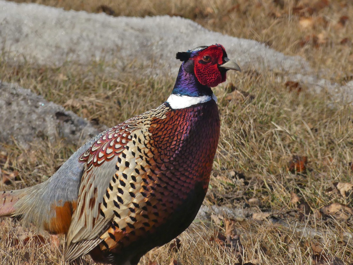 Ring-necked Pheasant - ML554358841