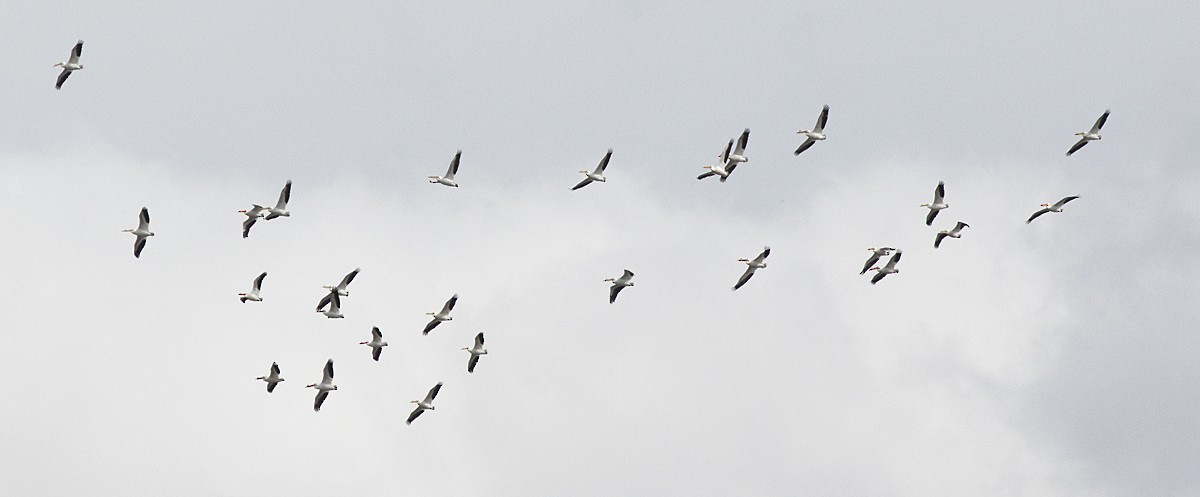 Pelikano zuri amerikarra - ML55435911