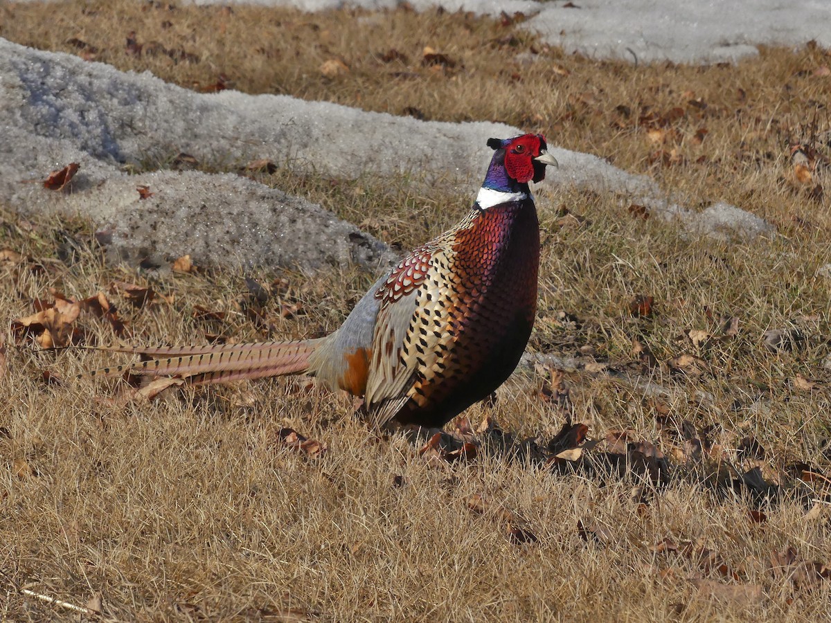 Ring-necked Pheasant - ML554359131