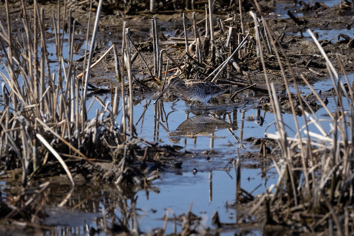 Wilson's Snipe - ML554360061