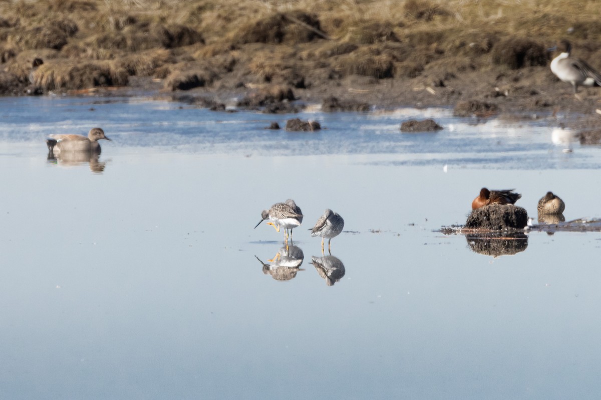 Greater Yellowlegs - ML554360131