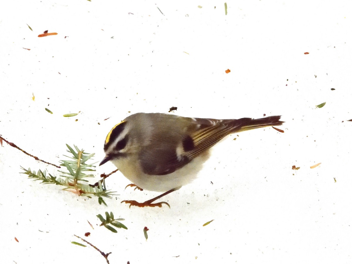 Golden-crowned Kinglet - ML554361591