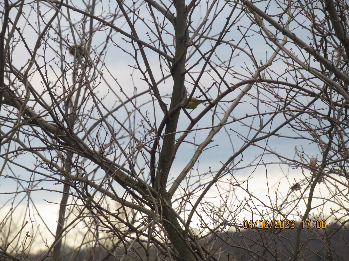 Palmiye Ötleğeni - ML554361831