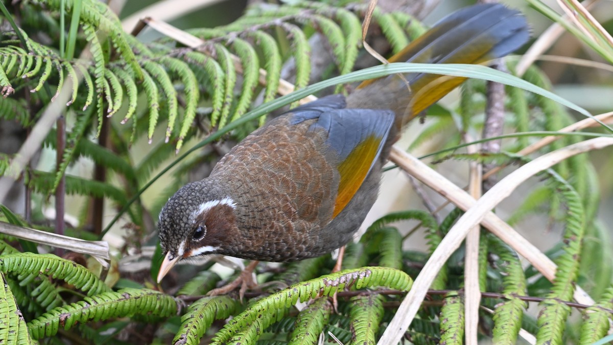 White-whiskered Laughingthrush - ML554361881