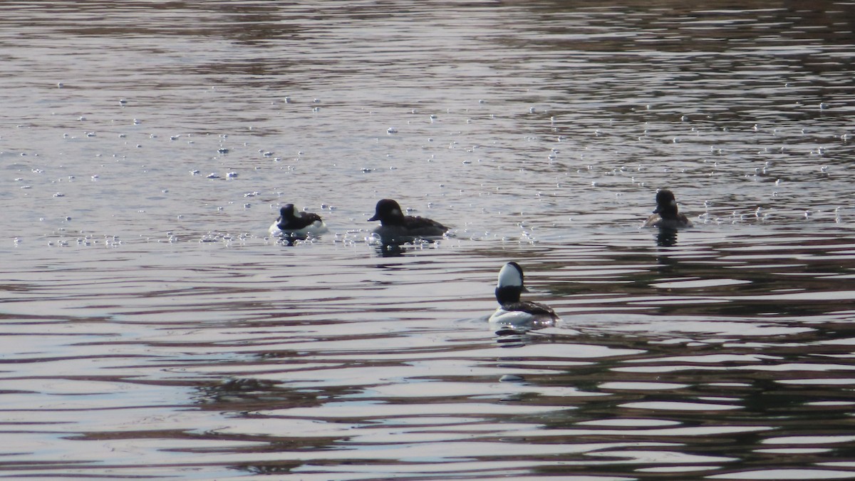 Bufflehead - ML554362131