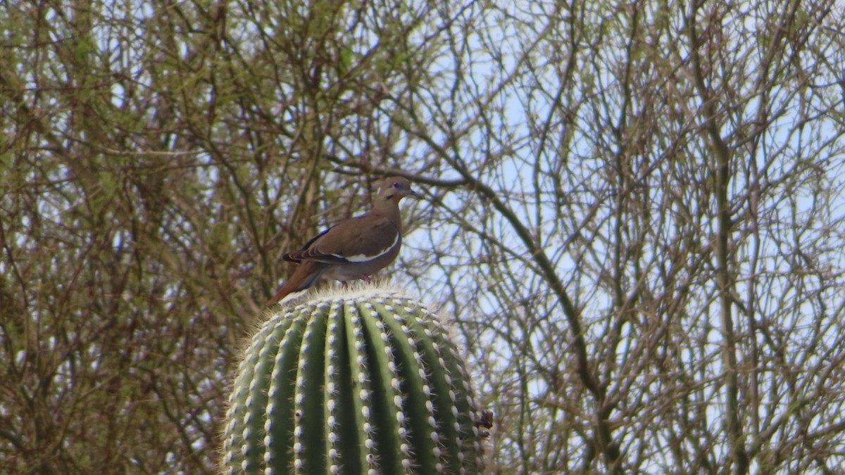 White-winged Dove - ML554362181