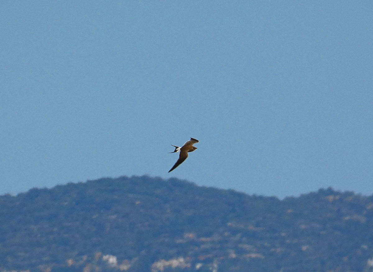 Collared Pratincole - ML554362821