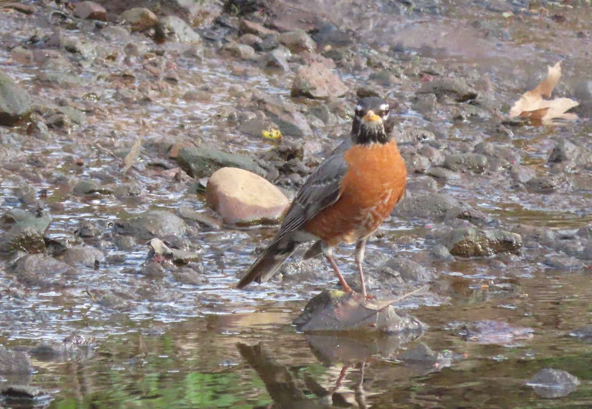Zozo papargorria - ML554363231