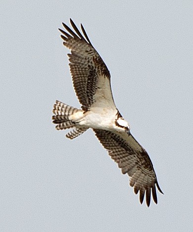 Águila Pescadora - ML554364011