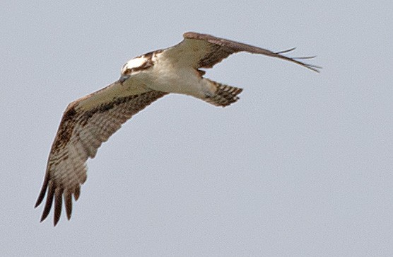 Águila Pescadora - ML554364021