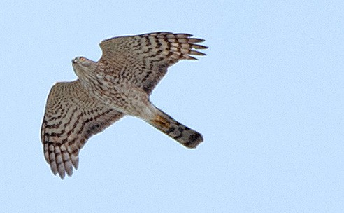 Sharp-shinned Hawk - ML554364081